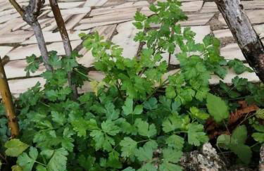 Casas do Torreão 3 casas de alojamento local - Foto 59