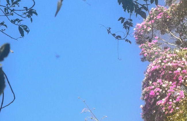 Refúgio dos pinhais - Foto 35