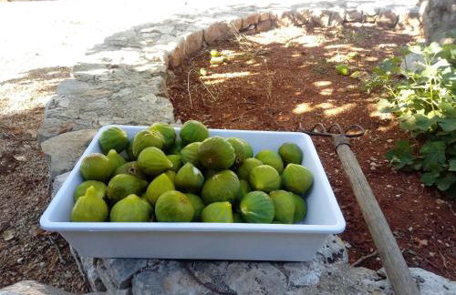 Tenuta Cazzato - Foto 13