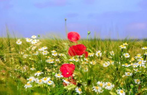 Ferienwohnung Klocksin - Foto 15