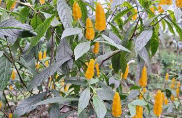 Pouso Amarelinho - Foto 43