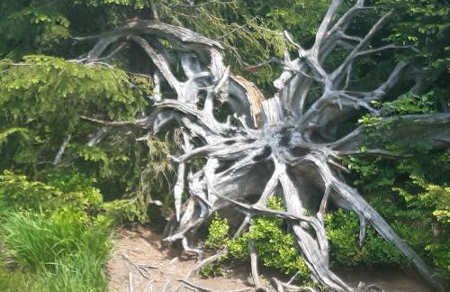 FeWo Schwarzwald von oben - Kniebis - Foto 18