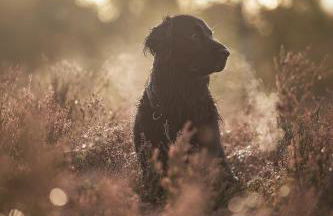 Schönstes kleines Ferienhaus in der Lü-Heide - Foto 34