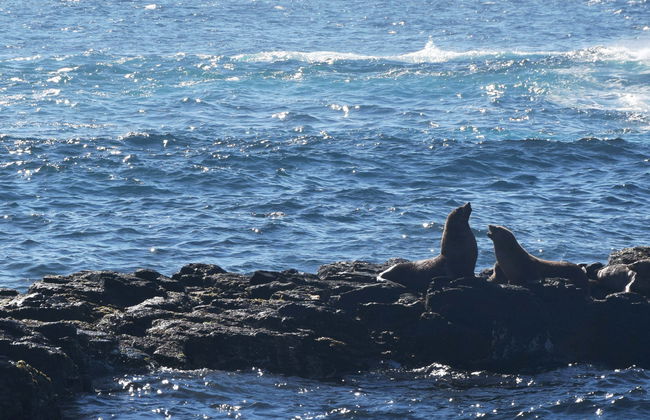 Observation d'otaries - Photo 1