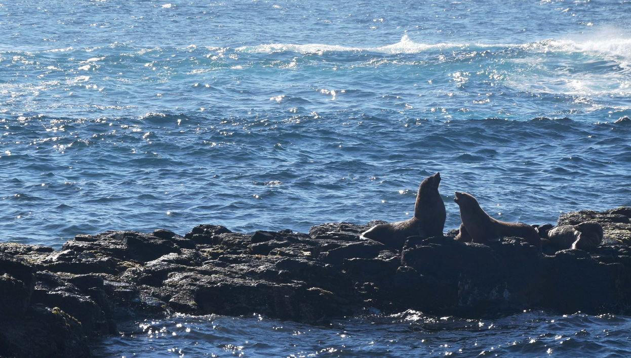 Observation d'otaries