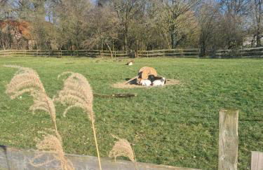 Ferienwohnung in saniertem Bauernhaus - Foto 23