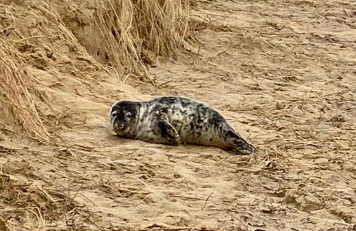 Driftwood WINTERTON VALLEY ESTATE Dog Friendly - Foto 24