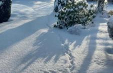 Willa Maciejka - Foto 2