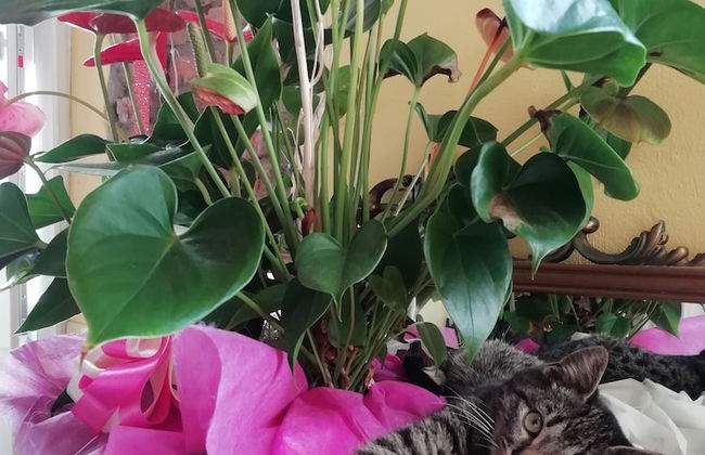 B&B Ciliegio Felice - Foto 24