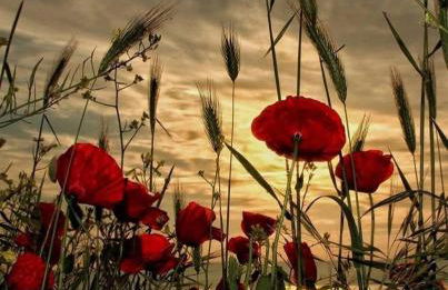 Le Ghiande - Foto 77