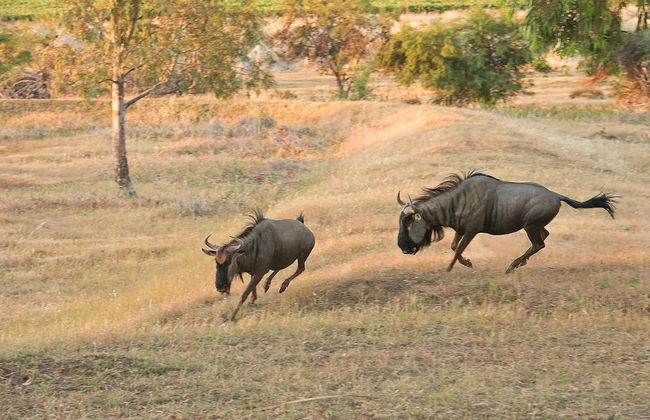 Denneboom Vineyards and Wildlife - Foto 50