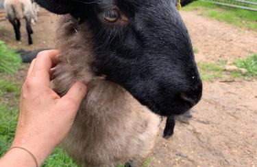 Hertford farm Woodland cabin pet friendly firepit bbq - Foto 26