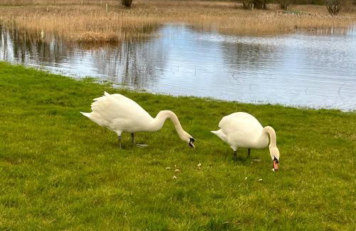 Magog View - Foto 17