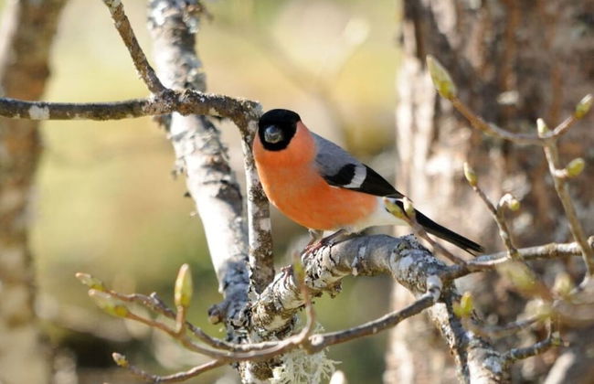 Holiday Apartment Finkennest - Foto 11