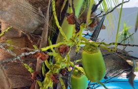 LINDO SOBRADO PERTINHO DA PRAIA - WiFi 600 MEGAS - Foto 9