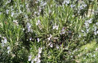 Casa Vacanza S'Archittu - Foto 23