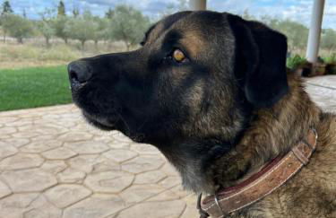 Herdade do Serra - Foto 15