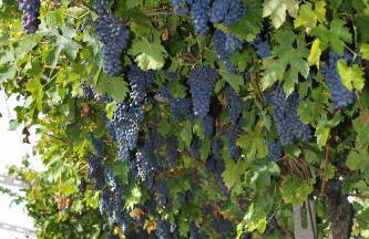 Agriturismo La Rocca - Foto 108