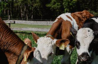 4 Sterne Ferienwohnung Hochries - Foto 42