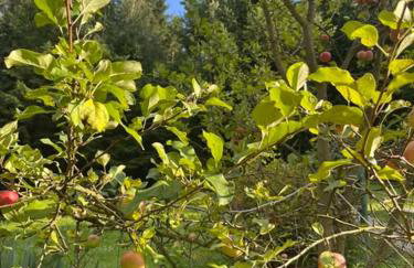 Chata pod lasem z balią i sauną - Foto 31