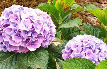 CASA DOS GRILOS - Foto 26