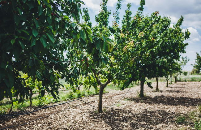 Ai Pilieri di Bagnoli - Foto 51