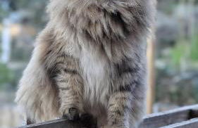 La Rose et Le Loup Gîte Éco-vintage - Foto 43