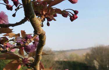 Norburton Hall Cottages - Photo 11