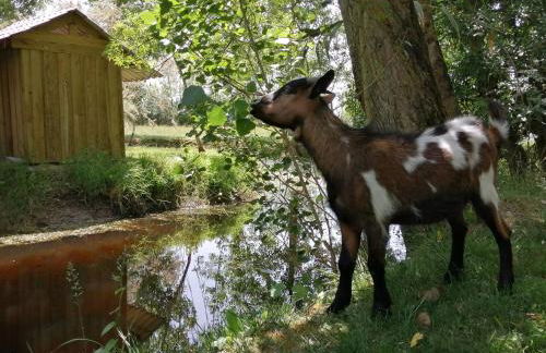 Camping La Loire Fleurie - Foto 40