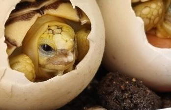 casa vacanza cilento PARDALIS - Foto 47