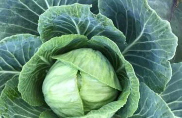 Red Rock Escape - Cozy King Bed Studio & Gardens, Trails, Views, Red Rock Pass - Foto 55