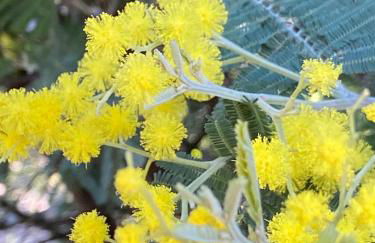 Domaine Valescure vue Piscine ou Pinede - Wifi - Foto 60