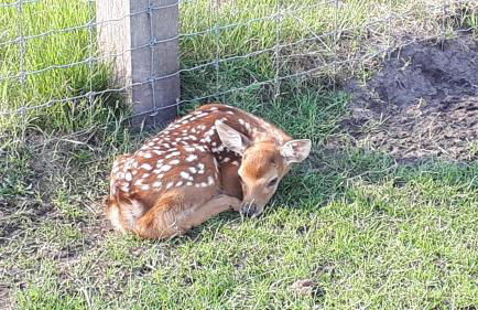 Ferienwohnung am Wildgehege - Foto 11