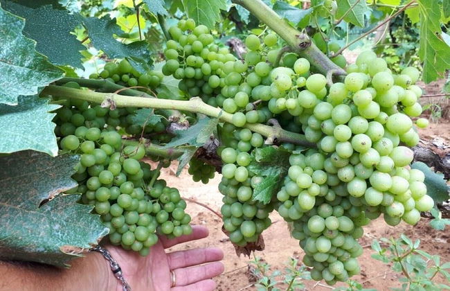 Masseria Costarella - Photo 36