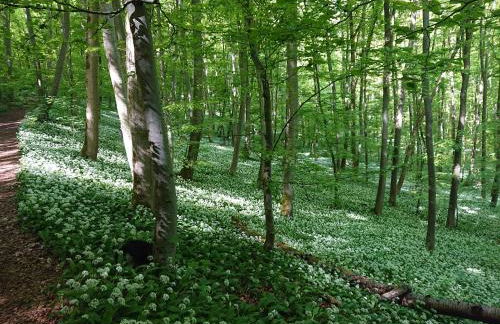 Im Buchenwäldchen - ruhig gelegenes Haus in der Natur für bis zu 12 Personen - Foto 37
