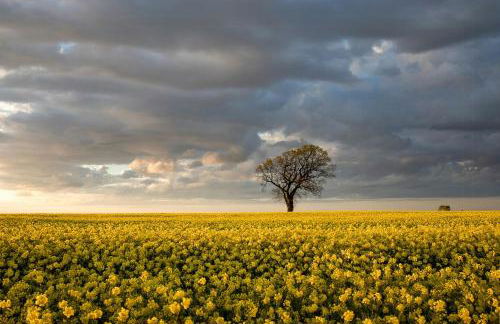 Holiday Home Among Apple Trees Near The Baltic Sea - Foto 30