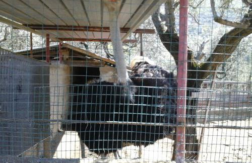 Agriturismo La Chiana - Foto 55