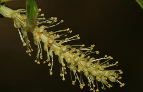 Alojamientos Rurales Cortijo Las Golondrinas - Foto 59