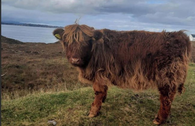 Immaculate Cabin 5 Mins to Inverness Dogs Welcome - Foto 15