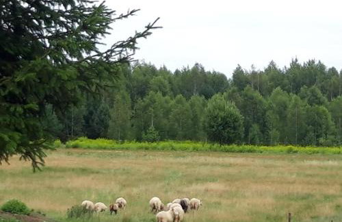 Dom na Kresach Grzybowszczyzna - Photo 55