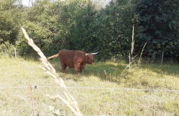 Ferienwohnanlage Zur Himmelsleiter - Foto 12