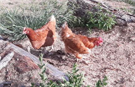 Casa per vacanze degli gnomi - Foto 12