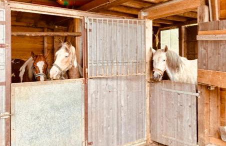 Badischhaus am Waldrand & Weitblick - Foto 40