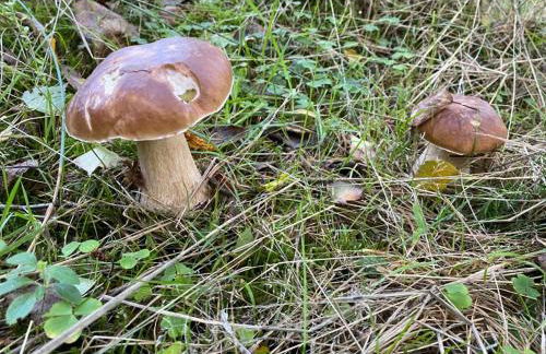 Mühlenbach Kotten- Bauernhofurlaub mit Hund und Pferd - Foto 22