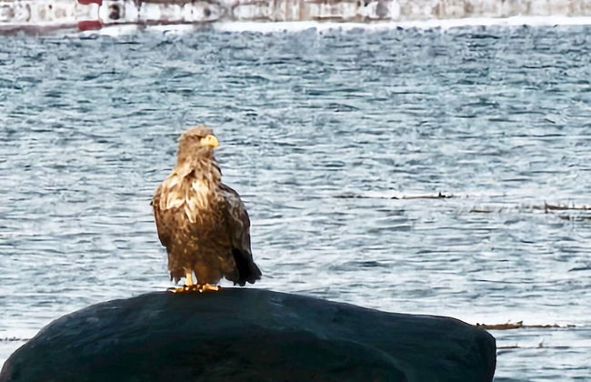 6 Person Holiday Home in Hamnvik - Foto 14