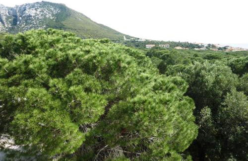 La bouganville Apartments - Foto 48