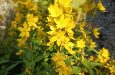 Spacieux Chalet en Bois Massif au coeur du Finistère - Foto 39