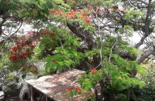 Sobrado com vista profissional do mar - Foto 1