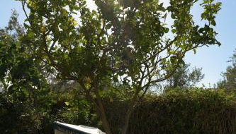 Perivoli SeaView Cottage, a Rural Bliss of Nature, By ThinkVilla - Foto 5, Garden