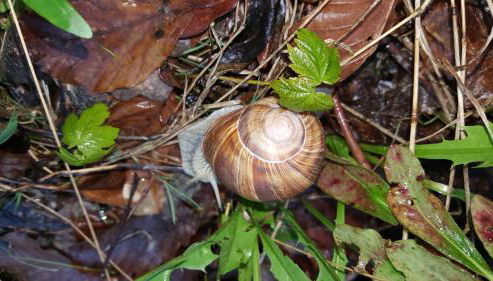 Ferienwohnung Bleicherode - Photo 4